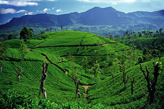 tea-field.jpg