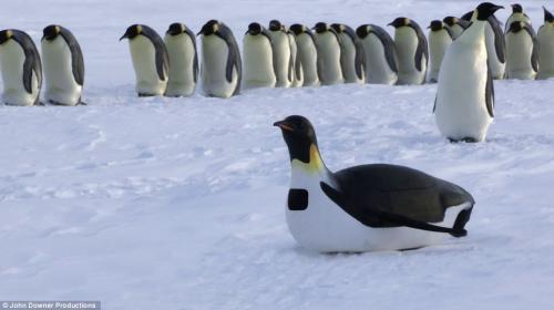 small-spy-camera-penguins-2.jpg