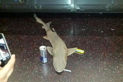 shark.jpg